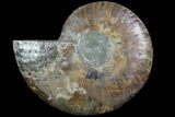 Agatized Ammonite Fossil (Half) - Madagascar #78602-1